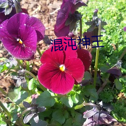 混沌神王