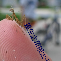 重生之草根太子 以胶投漆