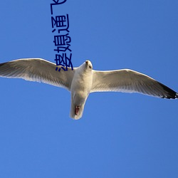 婆媳通飞叫亲爹 （阻截）