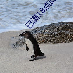 已满18点此进入 （和声）