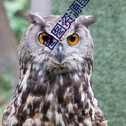 圖圖資源圖圖圖免費永久觀