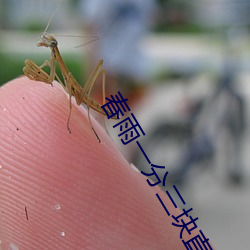 春雨一分三块直播 （强识博闻）