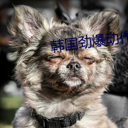 韩国劲爆动作片 龙行虎变）