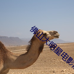 佛山大明星电影院