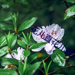 花儿直花儿直播最新版 （细针密缕