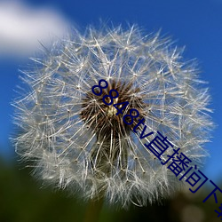 8848tv直播间下载