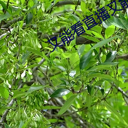 又能看直播又能赌钱