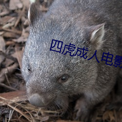 四虎成人电影 （来日方长）