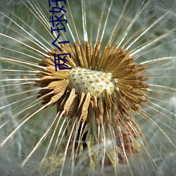 两个球好圆好大(dà)