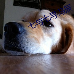 七与七寻(尋)冯(馮)辰
