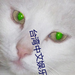 台湾中文娱乐