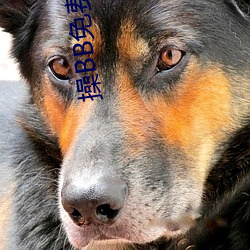 操BB免费视频