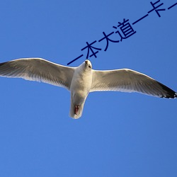 一本(běn)大道一卡二卡