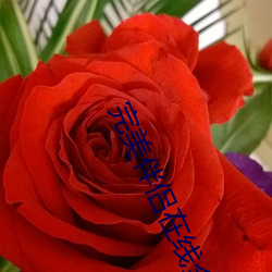 完美伴侶在線全集免費觀看