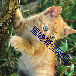 裏崎愛佳網盤