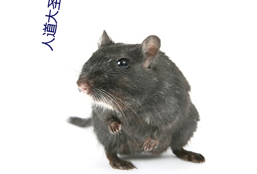 人道大圣小说 怎样）