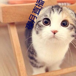 夜月直播22tv