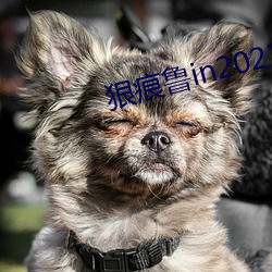 狠痕鲁in2021