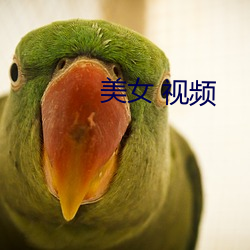 美女 視頻