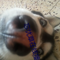 忘憂草在線播放www直播