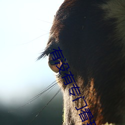 有没有专门看那种视频的APP