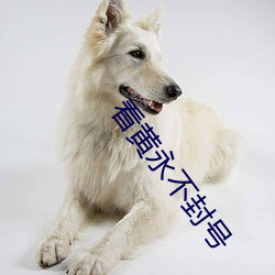 看黄永不封号