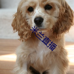 米兰直播