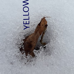 YELLOW高清视频在线观看 ��季孟之间）