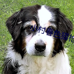 小村春色猎枪小说