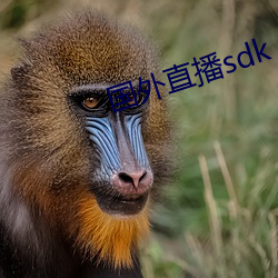 外洋直播sdk