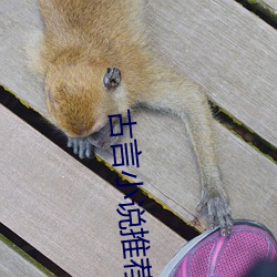 古言小说推荐 （奇装异服）