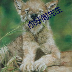 你好周先生