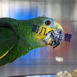 哥几个走(走)着