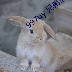 997uy 兄弟们(men)不用(yòng)谢