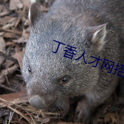 丁香人才网(wǎng)招聘信息