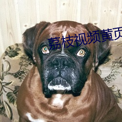 荔枝视频黄页