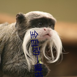 全自动一键视频剪辑软件