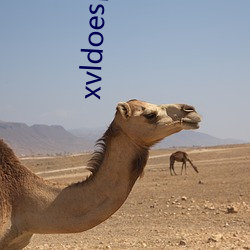 xvldoes旧版下载