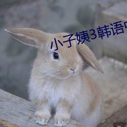 小子姨3韩语中文