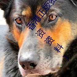 香港正版資料全年免費公開(2023年香港內部免費投資資料)