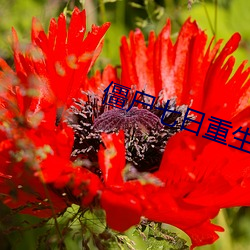 僵尸七日重生 （百无聊赖）