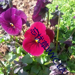 忘忧草WYC.LA