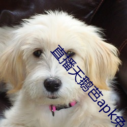 直(zhí)播天鹅芭apk免费