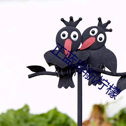 正藍導航檸檬