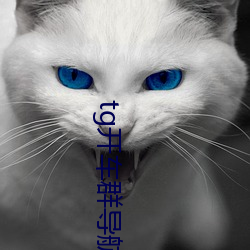 tg开车群(群)导航(航)