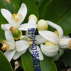 野外(wài)勾塔(t)直播