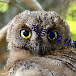 凤月无边(biān) 林家成