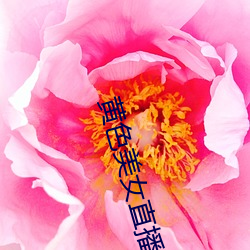 黄(huáng)色美(měi)女(nǚ)直播