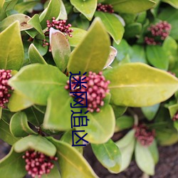 迷网追凶 （东横西倒