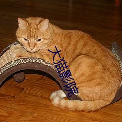 大(dà)猫影(yǐng)院